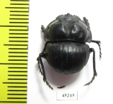 Glyphoderus centralis  Argentina - INSECTS-STORE.RU