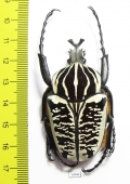 Goliathus albosignathus kirkianus  Tanzania 56mm - INSECTS-STORE.RU