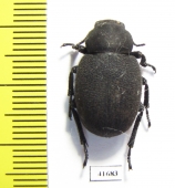 Pachyscelis villosa  Turkey - INSECTS-STORE.RU