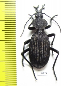 Tefflus sp.  Zambia - INSECTS-STORE.RU