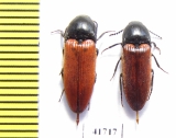 Elateridae sp.  Russia, Tver reg. - INSECTS-STORE.RU