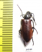 Lydus sp.  Turkey, Van prov. - INSECTS-STORE.RU