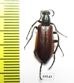 Lydus sp.  Turkey, Van prov. - INSECTS-STORE.RU