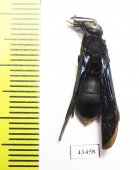 Hymenoptera sp.  South Africa Rep. - INSECTS-STORE.RU