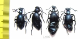 Meloe violaceus, pair  Russia, Tver reg. - INSECTS-STORE.RU