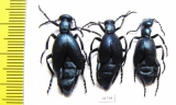 Meloe violaceus, pair  Russia, Tver reg. - INSECTS-STORE.RU