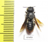 Hymenoptera sp.  South Africa Rep. - INSECTS-STORE.RU