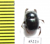 Scarabaeinae sp.  Peru - INSECTS-STORE.RU