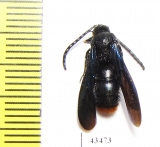 Scoliidae sp.  South Africa Rep. - INSECTS-STORE.RU