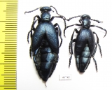 Meloe violaceus, pair  Russia, Tver reg. - INSECTS-STORE.RU