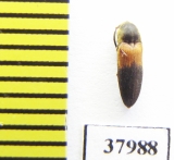 Eucnemidae sp.  Peru - INSECTS-STORE.RU