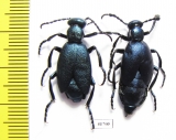 Meloe violaceus, pair  Russia, Tver reg. - INSECTS-STORE.RU