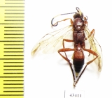 Ichneumonoidea sp.  South Africa Rep. - INSECTS-STORE.RU