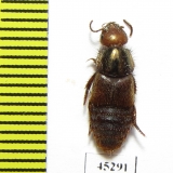 Staphylinidae sp.  Peru (myrmecophilous)   - INSECTS-STORE.RU