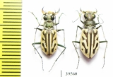 Habrodera capensis, pair  South Africa Rep. - INSECTS-STORE.RU