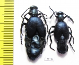 Meloe violaceus, pair  Russia, Tver reg. - INSECTS-STORE.RU