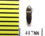 Eucnemidae sp.  Russia, Tver reg. - INSECTS-STORE.RU