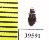 Salpingidae sp.  Indonesia, Papua - INSECTS-STORE.RU