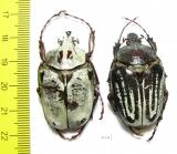 Argyrophanes kolbei, pair  Tanzania 40mm - INSECTS-STORE.RU