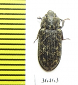 Leperina squamulata  Russia, Far East - INSECTS-STORE.RU