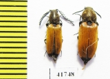 Anostirus castaneus, pair  Russia, Tver reg. - INSECTS-STORE.RU
