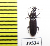 Rhysodidae sp.  China, Sichuan prov. - INSECTS-STORE.RU