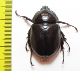 Haploscapanes barbarossa  Australia - INSECTS-STORE.RU