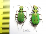 Cicindela campestris, pair  Russia, Tver reg. - INSECTS-STORE.RU