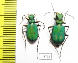 Cicindela campestris, pair  Russia, Tver reg. - INSECTS-STORE.RU