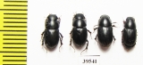 Aphodius sp.  Iran, Lorestan prov. - INSECTS-STORE.RU