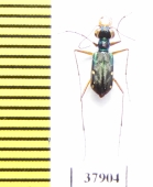 Cylindera elegantissima  Indonesia, Sumatra - INSECTS-STORE.RU