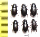 Aphodius rufipes  Russia, Tver reg. - INSECTS-STORE.RU