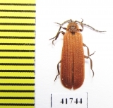 Dictyoptera aurora  Russia, Tver reg. - INSECTS-STORE.RU