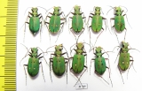 Cicindela campestris, pair  Russia, Tver reg. - INSECTS-STORE.RU
