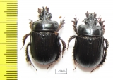Ceratophyus hoffmannseggi, pair  Spain - INSECTS-STORE.RU