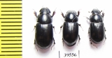 Aphodiinae sp.  China, Tibet - INSECTS-STORE.RU