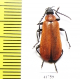 Pyrochroa coccinea  Russia, Tver reg. - INSECTS-STORE.RU