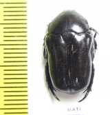 Cremastocheilini, Oplostomus sp.  Zambia - INSECTS-STORE.RU