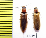 Denticollis linearis  Russia, Tver reg. - INSECTS-STORE.RU