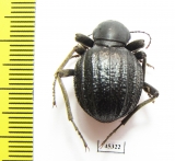 Tenebrionidae sp.  South Africa Rep. - INSECTS-STORE.RU