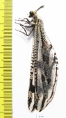 Myrmeleontidae sp.  South Africa Rep. - INSECTS-STORE.RU
