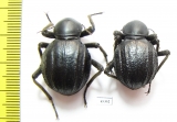 Tenebrionidae sp., pair  South Africa Rep. - INSECTS-STORE.RU