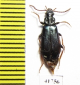 Pythidae, Pytho depressus  Russia, Tver reg. - INSECTS-STORE.RU