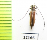 Cerambycidae sp.  Chile - INSECTS-STORE.RU