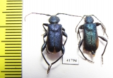 Callidium violaceum, pair  Russia, Tver reg. - INSECTS-STORE.RU