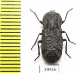 Zopheridae sp.  Mexico - INSECTS-STORE.RU