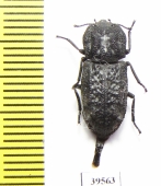 Zopheridae sp.  Mexico - INSECTS-STORE.RU