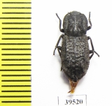 Zopheridae sp.  Mexico - INSECTS-STORE.RU