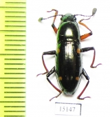 Erotylidae sp.  Indonesia, Halmahera isl. - INSECTS-STORE.RU