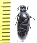 Meloe brevicollis  Russia, Tver reg. - INSECTS-STORE.RU